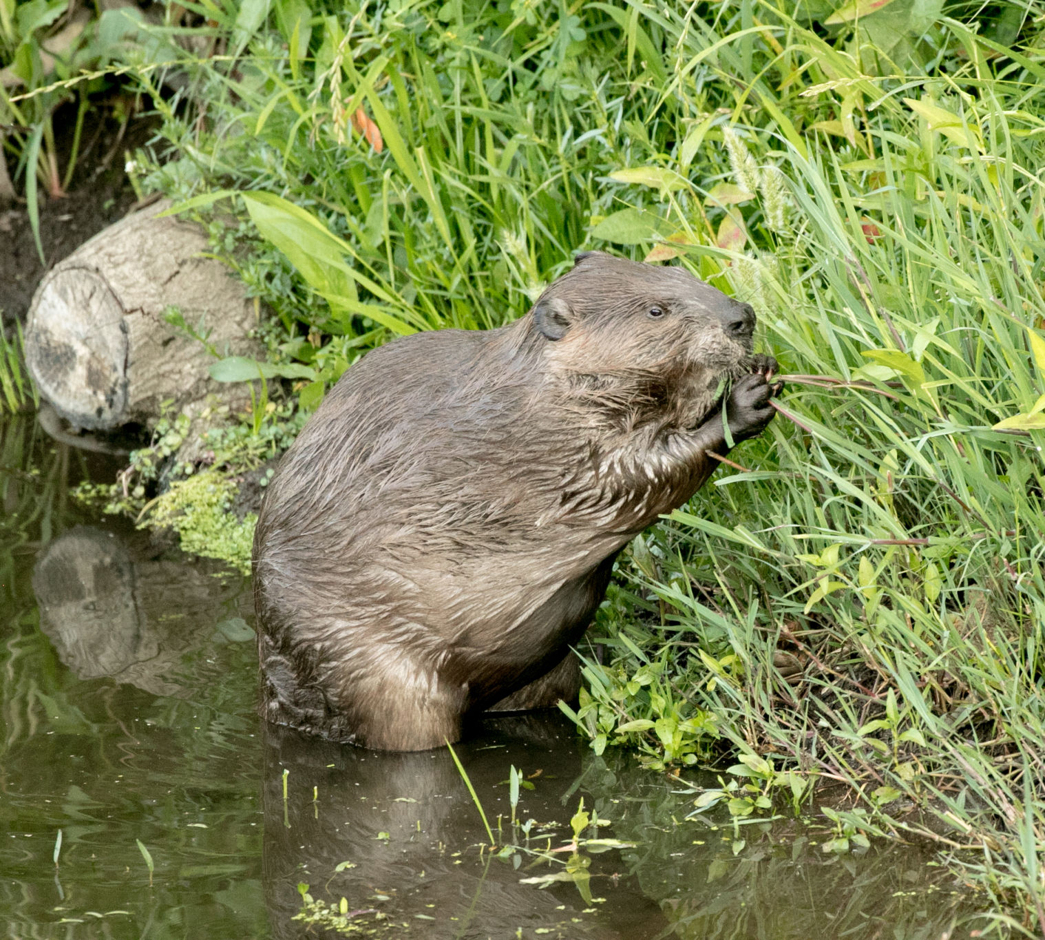 Beaver Lodge